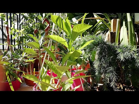 Видео: Баобабы через 2 месяца после посева 😀