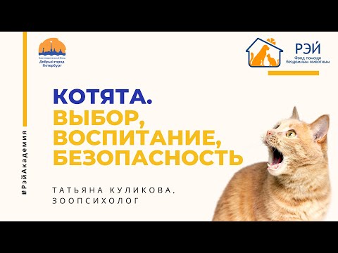 Видео: Котята. Выбор, воспитание, безопасность