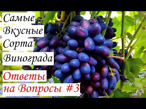 Видео: Самые вкусные сорта винограда. Ответы на вопросы #3