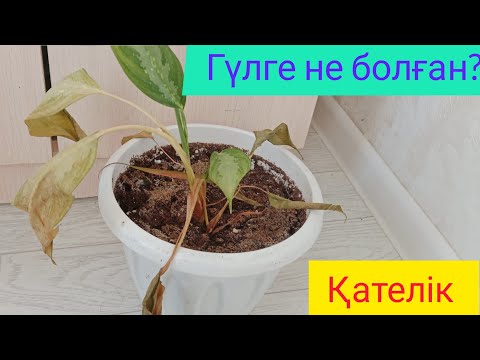 Видео: ГҮЛ ОСЫЛАЙ САРҒАЙСА НЕСТЕЙМІЗ? ҚАНДАЙ ҚАТЕЛІКТЕР БАР/ПЕРЕСАДКА