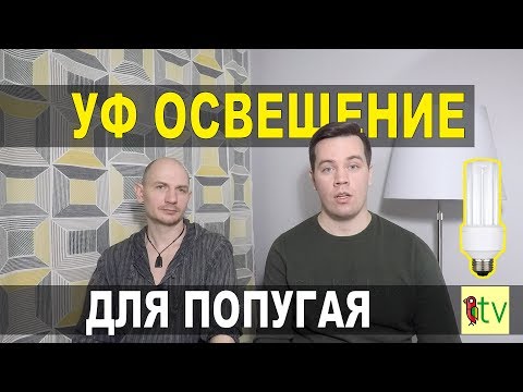 Видео: УФ лампа для попугаев. Зачем нужна и как пользоваться.