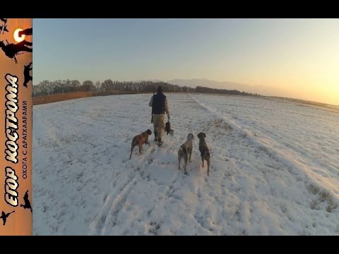 Видео: Охота на фазана. Закрытие сезона 2020г. по свежему снегу.