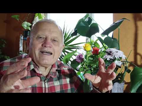 Видео: Как вам идеально правильно вырастить целебный редис и гигантский дайкон, советы от Распопова