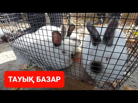 Видео: ТАУЫҚ БАЗАР
