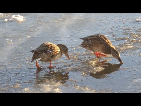 Видео: Год из жизни крякв. Часть 2. Начало зимы