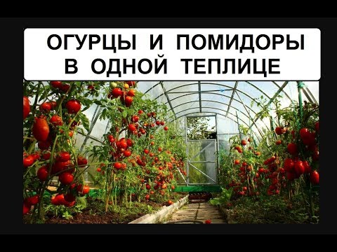 Видео: Томаты и огурцы в одной теплице