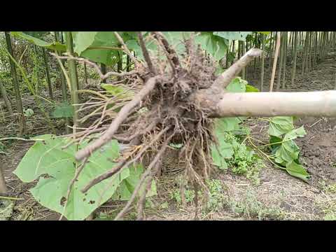 Видео: Павловния Энерджи в питомнике. Осенний обзор сорта.