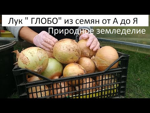 Видео: Лук "Глобо" из семян от А до Я.