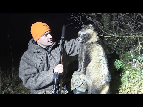 Видео: ЭТОТ ЗВЕРЬ ПОДЛЕЖИТ ОТСТРЕЛУ. ОХОТА НА КАБАНА НОЧЬЮ. ЛОСИ СНОВА ЗАШЛИ С ТЫЛУ.