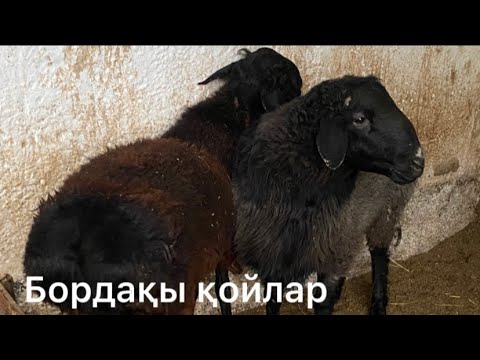 Видео: Қой бордақылау