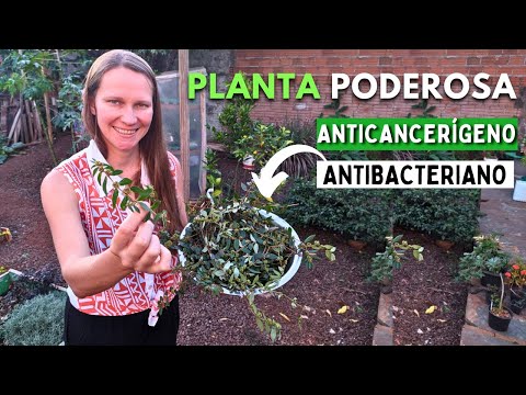 Видео: 7 ежедневных шагов к успешному САДУ (даже если у вас мало времени)🌱