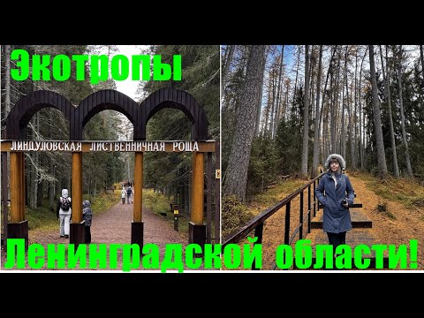 Видео: Линдуловская лиственничная роща/Экотропы Лен.области.