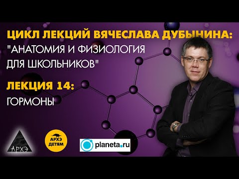 Видео: Вячеслав Дубынин: "Гормоны" (Лекция 14)