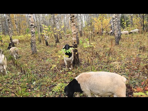 Видео: Дорперы в лесу