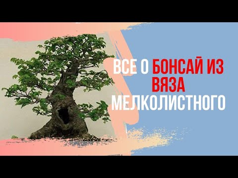 Видео: Все о Бонсай: Ulmus Parvifolia и другие подвиды вязов.