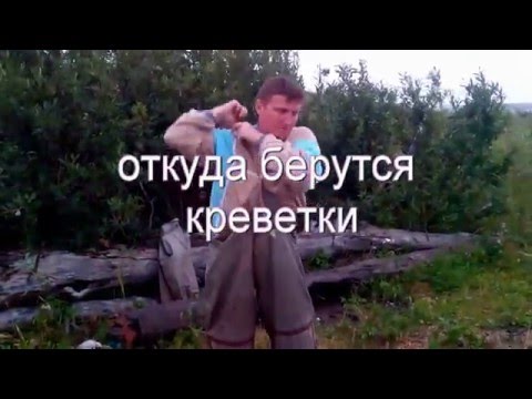 Видео: ловля креветок в белом море (полная режесерская версия)