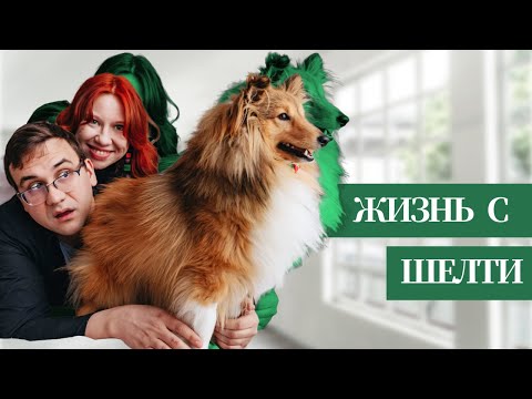 Видео: Год с ШЕЛТИ. Радости и гадости жизни с собакой