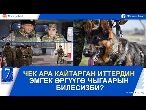 Видео: ЧЕК АРА КАЙТАРГАН ИТТЕРДИН ЭМГЕК ӨРГҮҮГӨ ЧЫГААРЫН БИЛЕСИЗБИ? #МЕКЕНЖАНАМЕН