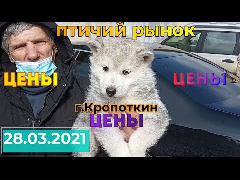 Видео: Птичий рынок г.Кропоткин  28.03.2021  цены, ценЫ, ЦЕНЫ. (часть1)