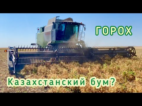 Видео: Горох проигрывает по экономике, но проще по вложениям