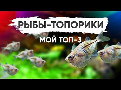 Видео: Топ-3. Клинобрюшки