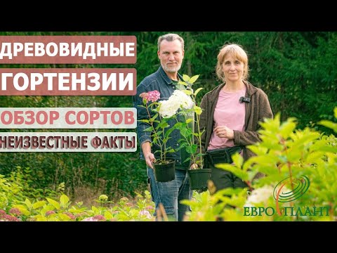 Видео: Лучшие древовидные гортензии, сорта, уход, репортаж из питомника