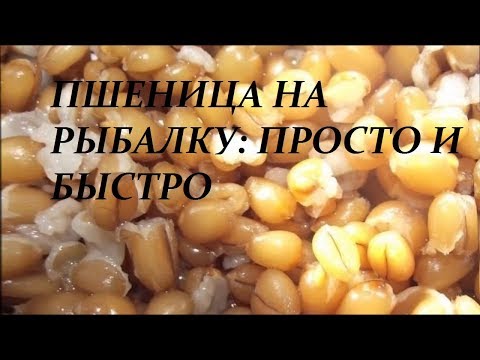 Видео: Рыбалка. Как приготовить пшеницу