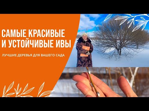 Видео: ЛУЧШИЕ ДЕРЕВЬЯ ДЛЯ ВАШЕГО САДА | САМЫЕ КРАСИВЫЕ И УСТОЙЧИВЫЕ ИВЫ