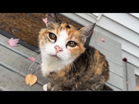 Видео: 🔉Сижу на пороге с Мисс Маффи Кэт 😸