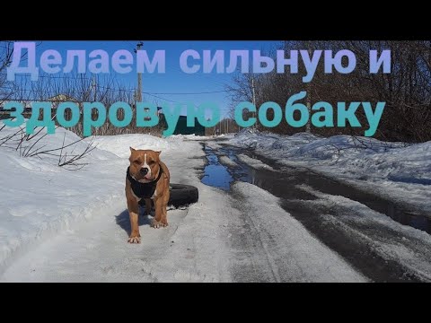 Видео: Силовая тренировка АмСТАФФА/БУДЕМ СИЛЬНЫЕ И ЗДОРОВЫЕ