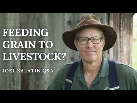 Видео: Зачем кормить скот зерном? Джоэл отвечает на вопрос слушателя