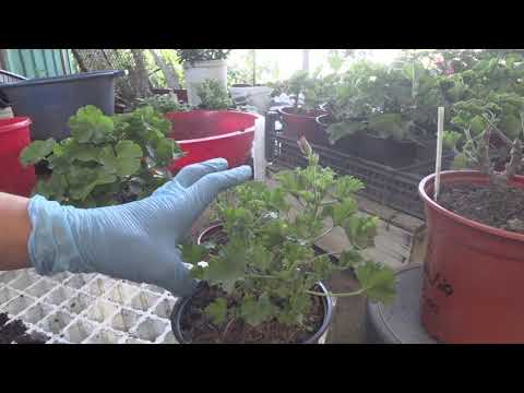 Видео: ГЕРАНЬ ИЗ КЛУМБЫ -ФОРМИРОВКА В ЗИМУ 2019Осень