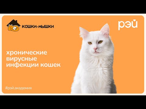 Видео: Хронические Вирусные ИНФЕКЦИИ КОШЕК