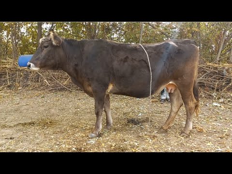 Видео: ШУКР 5 МИНУТА САВДОШИД ХИСОРИ ШОДМОН РЕКОРД.  5 ноября 2025 г.
