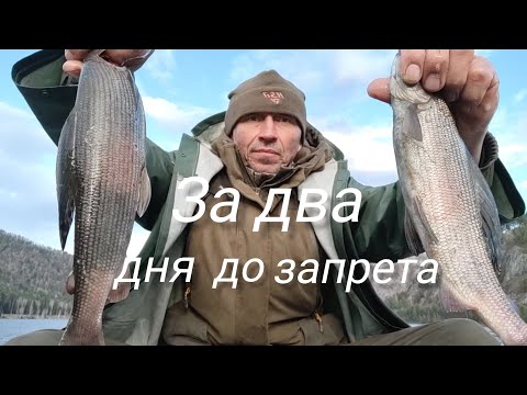 Видео: Нашол кабанчиков, рыбалка на хариуса на Енисее !