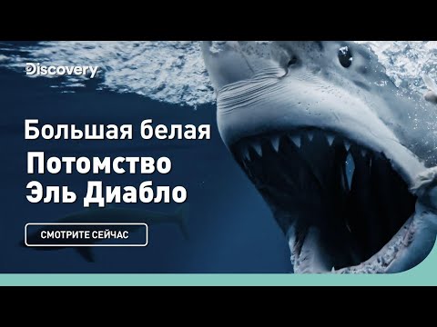 Видео: Большая белая | Потомство Эль Диабло | Discovery