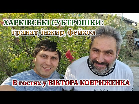 Видео: Харківські субтропіки - гранат, інжир, зизифус, фейхоа. В гостях у Віктора Ковриженка
