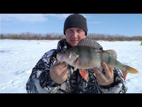 Видео: Рыбалка. Бокоплав косит окуня
