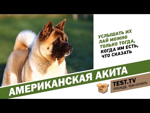 Видео: TEST.TV: Американская акита последний самурай.