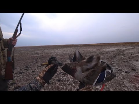 Видео: СЕВЕРНАЯ УТКА ПРЕТ ДУРОМ. ОХОТА В НЕ ПОГОДУ 