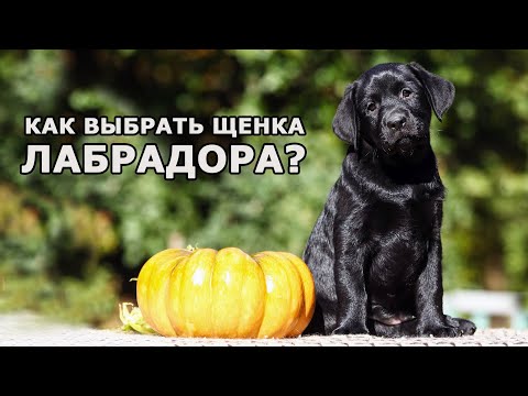 Видео: Как выбрать щенка лабрадора |  Выбор щенка лабрадора-ретривера