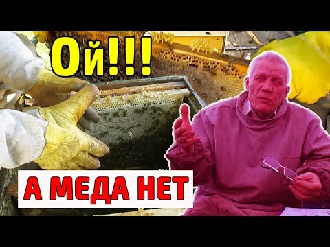 Видео: Сборка гнезда пчел на зиму. В гнездах меда нет - что делать?