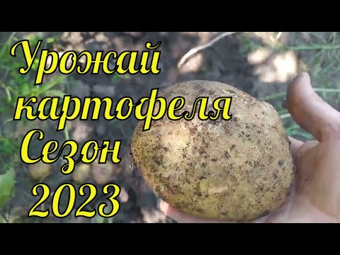 Видео: Сезон 2023. Урожай картофеля Пикассо, Королева Анна, Беллароза, Коломбо.