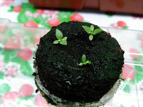 Видео: Эустома. Посев и всходы.