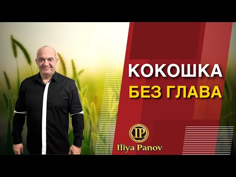 Видео: Кокошка без глава!