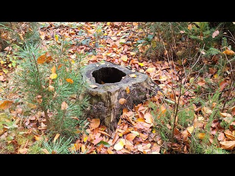 Видео: Собираю ГУМУС для плодородия .( Продаю семена томатов)