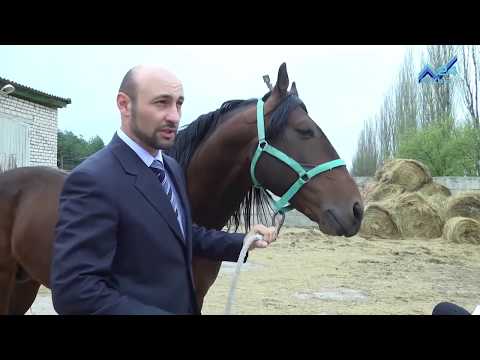 Видео: Карачаевская порода лошадей (01.05.2015)