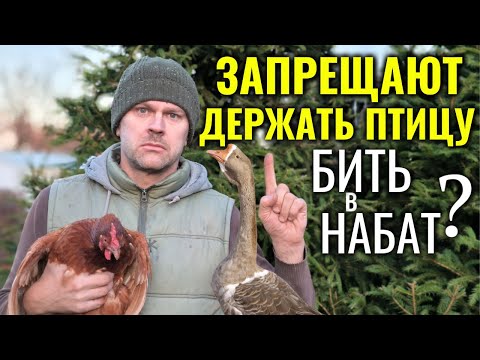 Видео: Запрещают держать кур, гусей, уток, перепелов и другую птицу! Бить в набат или всё не так плохо?!