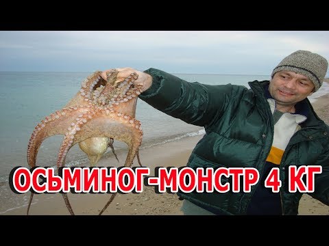 Видео: Ловля ОСЬМИНОГА от А до Я