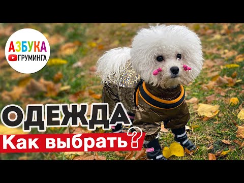 Видео: Как выбрать комбинезон? Одежда для собак от грязи и холода